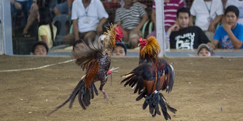 đá gà cựa dao